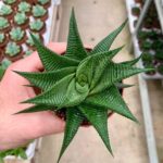 Haworthia Limifolia 'spiralis'