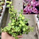 Portulacaria afra