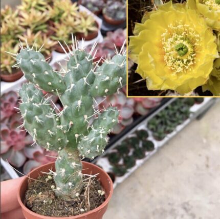 Opuntia