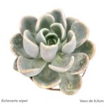 Echeveria orpet