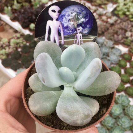 Pachyphytum