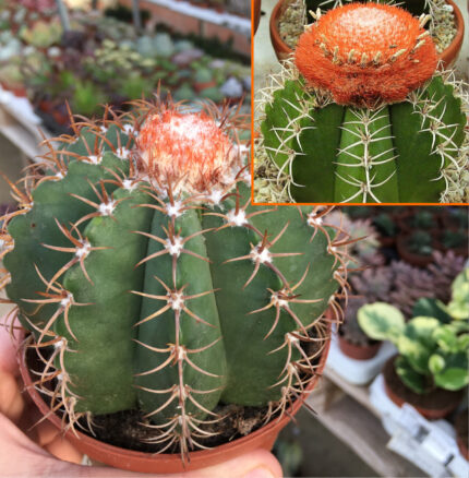 Melocactus