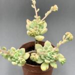 Sedum 'Alice Evans'