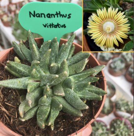 Nananthus