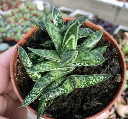 Gasteria