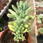 Sedum pachyphyllum 'Jelly Beans'