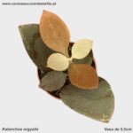 Kalanchoe orgyalis
