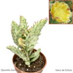 Opuntia monacantha form. variegata