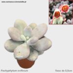 Pachyphytum oviferum