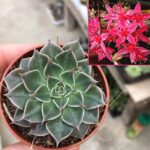 Graptopetalum bellum 'Tacitus'