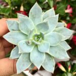 Echeveria blue star