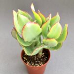 Crassula arborescens var. undulatifolia