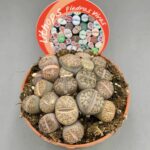 Lithops