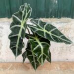 Alocasia amazonica 'Polly'