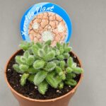 Delosperma echinatum