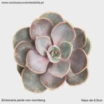 Echeveria perle von nurnberg