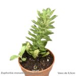 Euphorbia monadenium guentheri
