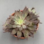 Graptopetalum rusbyi