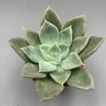 Echeveria silver queen