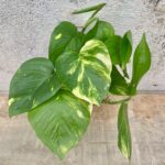 Epipremnum pinnatum 'Aureum'