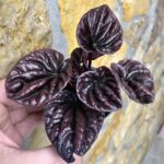Peperomia caperata 'Red Luna'