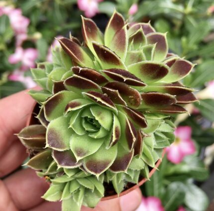 Sempervivum