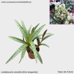 Ledebouria socialis
