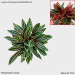 Peperomia caperata 'rosso'