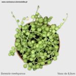 Senecio rowleyanus