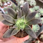 Echeveria serrana