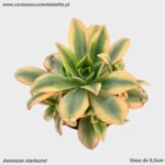 Aeonium starburst