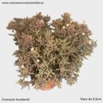 Crassula humbertii