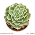 Echeveria 'Galaxy Blue'