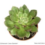 Echeveria 'Joan Daniels'