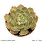 Echeveria brown pink
