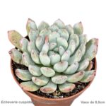 Echeveria cuspidata var. gemula
