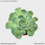Echeveria grey prince
