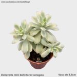 Echeveria 'Mini belle' form. variegata