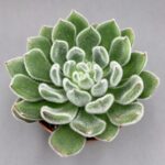 Echeveria setosa (green velvet)