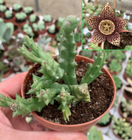 Stapelia