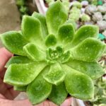 Echeveria Cremneria 'Chubbs'