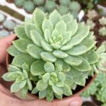 Echeveria 'Chrissy and Ryan'