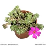 Portulaca werdermannii