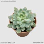 Sedeveria 'Elfo Azul'
