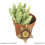 Stapelia form. variegata