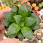 Haworthia mútica