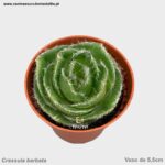 Crassula barbata