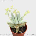 Crassula deceptor var. cornuta