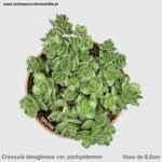 Crassula lanuginosa var. pachystemon ‘David’