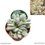 Crassula tecta